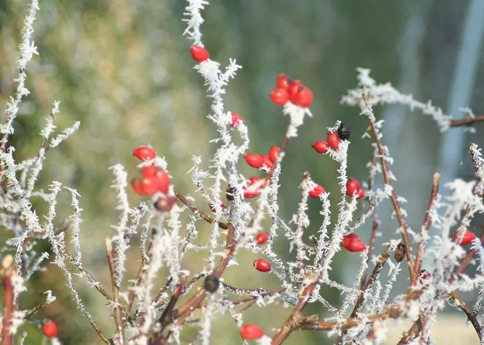 Gestuet Lindenhof Casa de hóspedes 3*